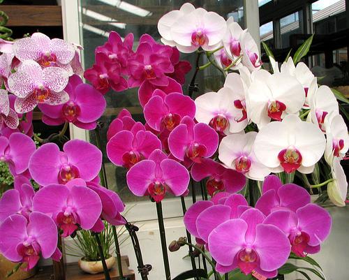 Edital do governo prevê gasto de R$ 53 mil em flores, rosas importadas e  orquídeas - Livre.Jor